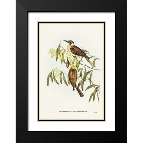 Yellow-throated Friar Bird-Tropidorhynchus citreogularis Black Modern Wood Framed Art Print with Double Matting by Gould, John