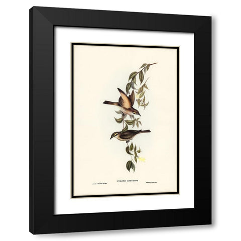 Yellow-faced Honey-eater-Ptilotis chrysops Black Modern Wood Framed Art Print with Double Matting by Gould, John