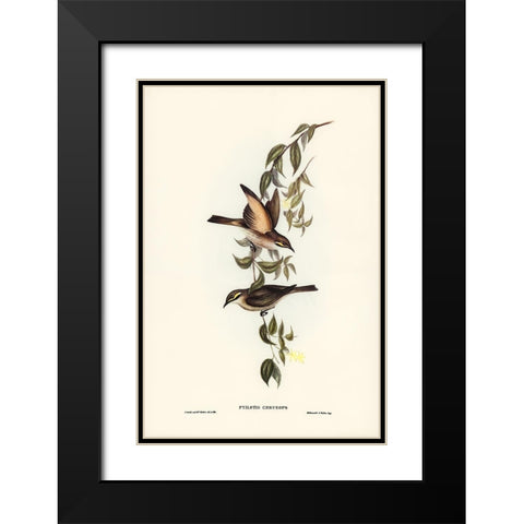 Yellow-faced Honey-eater-Ptilotis chrysops Black Modern Wood Framed Art Print with Double Matting by Gould, John