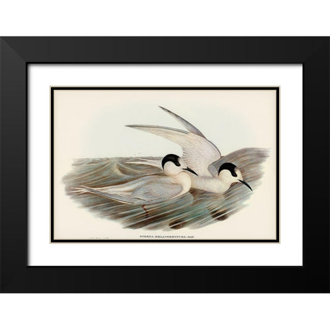 Black-billed Tern-Sterna melanorhyncha Black Modern Wood Framed Art Print with Double Matting by Gould, John