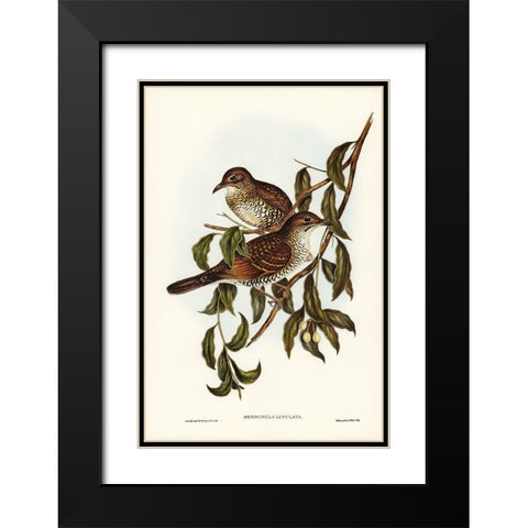 Moutain Thrush-Oreocincla lunulata Black Modern Wood Framed Art Print with Double Matting by Gould, John