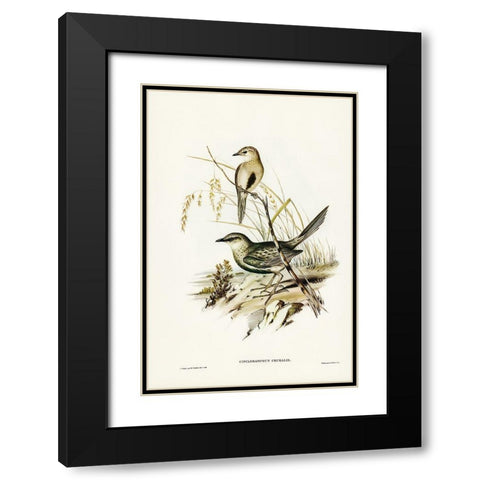 Brown Songlark-Cincloramphus cruralis Black Modern Wood Framed Art Print with Double Matting by Gould, John