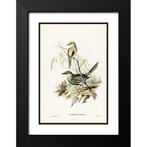 Brown Songlark-Cincloramphus cruralis Black Modern Wood Framed Art Print with Double Matting by Gould, John