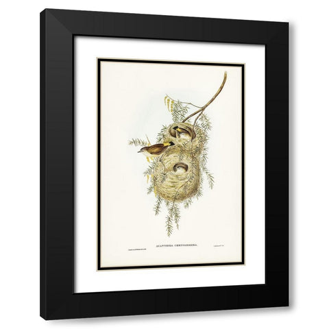 Yellow-rumped Acanthiza-Acanthiza chrysorrhoea Black Modern Wood Framed Art Print with Double Matting by Gould, John