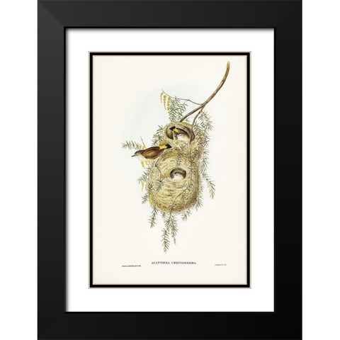 Yellow-rumped Acanthiza-Acanthiza chrysorrhoea Black Modern Wood Framed Art Print with Double Matting by Gould, John