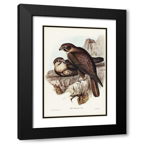 Brown Hawk-Ieracidea Berigora Black Modern Wood Framed Art Print with Double Matting by Gould, John