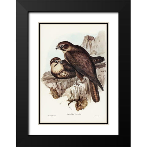 Brown Hawk-Ieracidea Berigora Black Modern Wood Framed Art Print with Double Matting by Gould, John
