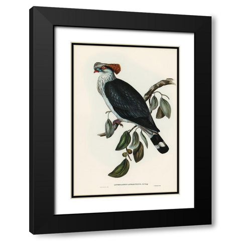 Top-Knot Pigeon-Lopholaimus Antarcticus Black Modern Wood Framed Art Print with Double Matting by Gould, John