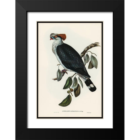 Top-Knot Pigeon-Lopholaimus Antarcticus Black Modern Wood Framed Art Print with Double Matting by Gould, John
