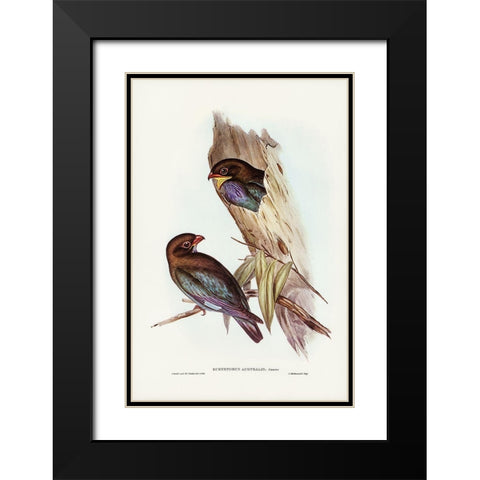Australian Roller-Eurystomus Australis Black Modern Wood Framed Art Print with Double Matting by Gould, John