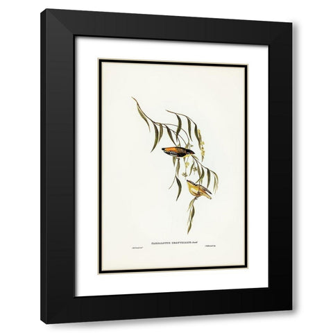 Yellow-rumped Pardalote-Pardalotus uropygialis Black Modern Wood Framed Art Print with Double Matting by Gould, John