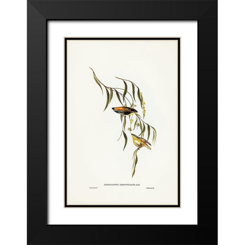 Yellow-rumped Pardalote-Pardalotus uropygialis Black Modern Wood Framed Art Print with Double Matting by Gould, John