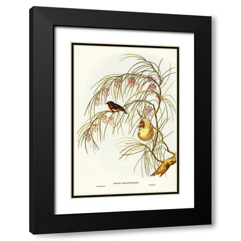 Swallow Dicaeum-Dicaeum hirundinaceum Black Modern Wood Framed Art Print with Double Matting by Gould, John