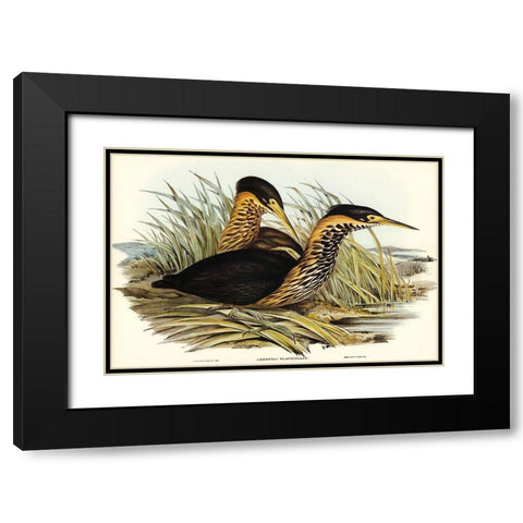 Yellow-necked Bittern-Ardetta flavicollis Black Modern Wood Framed Art Print with Double Matting by Gould, John