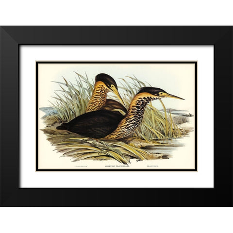 Yellow-necked Bittern-Ardetta flavicollis Black Modern Wood Framed Art Print with Double Matting by Gould, John