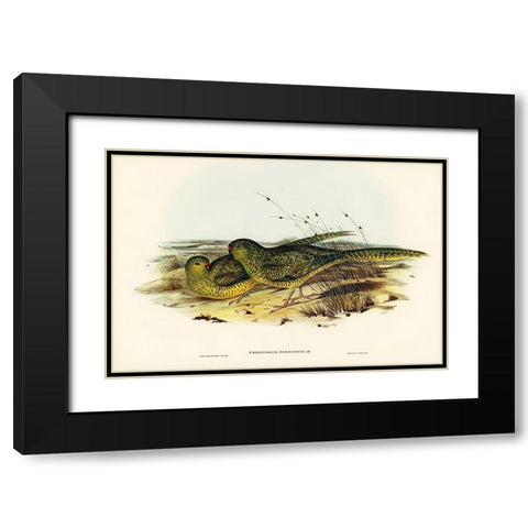 Ground Parakeet-Pezoporus formosus Black Modern Wood Framed Art Print with Double Matting by Gould, John