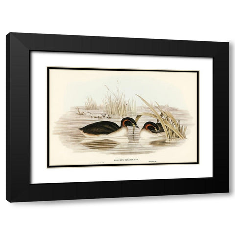 Black-throated Grabe-Podiceps gularis Black Modern Wood Framed Art Print with Double Matting by Gould, John