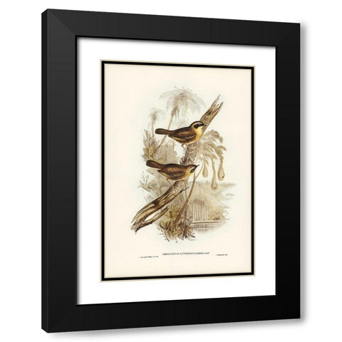 Yellow-throated Sericornis-Sericornis citreogularis Black Modern Wood Framed Art Print with Double Matting by Gould, John