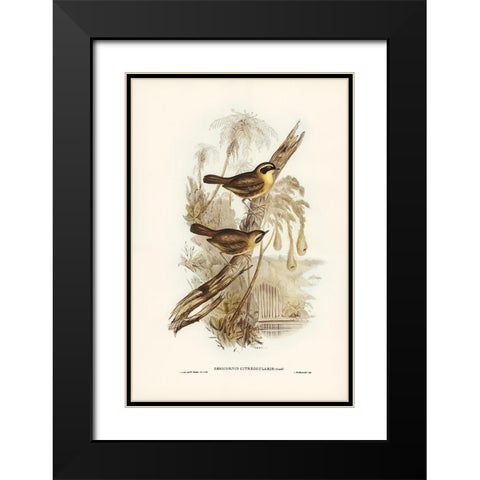 Yellow-throated Sericornis-Sericornis citreogularis Black Modern Wood Framed Art Print with Double Matting by Gould, John