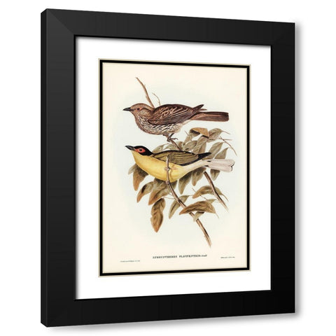 Yellow-bellied Sphecotheres-Sphecotheres flaviventris Black Modern Wood Framed Art Print with Double Matting by Gould, John
