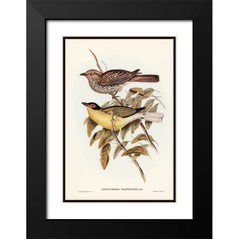 Yellow-bellied Sphecotheres-Sphecotheres flaviventris Black Modern Wood Framed Art Print with Double Matting by Gould, John