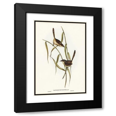 Long-billed Bristle Bird-Dasyornis longirostris Black Modern Wood Framed Art Print with Double Matting by Gould, John