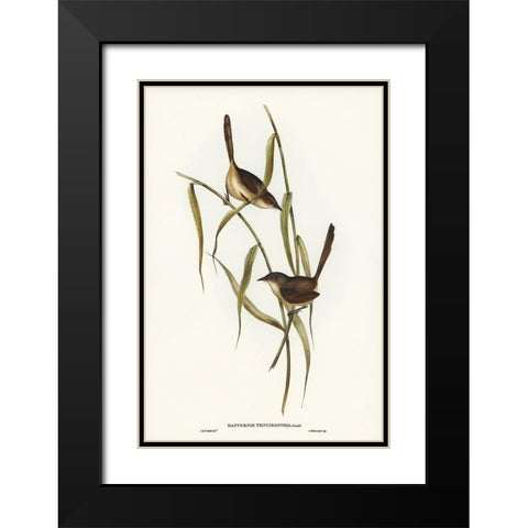 Long-billed Bristle Bird-Dasyornis longirostris Black Modern Wood Framed Art Print with Double Matting by Gould, John