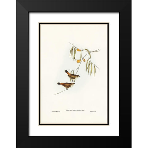 Chestnut-rumped Acanthiza-Acanthiza uropygialis Black Modern Wood Framed Art Print with Double Matting by Gould, John