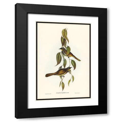 Yellow-throated Honey-eater-Ptilotis flavigula Black Modern Wood Framed Art Print with Double Matting by Gould, John