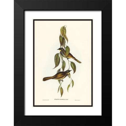 Yellow-throated Honey-eater-Ptilotis flavigula Black Modern Wood Framed Art Print with Double Matting by Gould, John