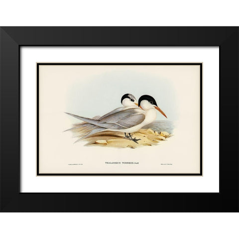 Torres Tern-Thalasseus Torresii Black Modern Wood Framed Art Print with Double Matting by Gould, John
