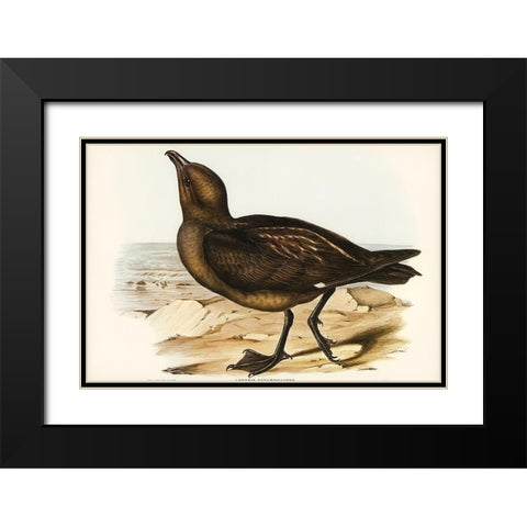 Skua Gull-Lestris Catarractes Black Modern Wood Framed Art Print with Double Matting by Gould, John