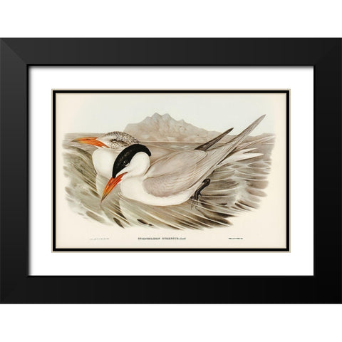 Powerful Tern-Sylochelidon strenuus Black Modern Wood Framed Art Print with Double Matting by Gould, John