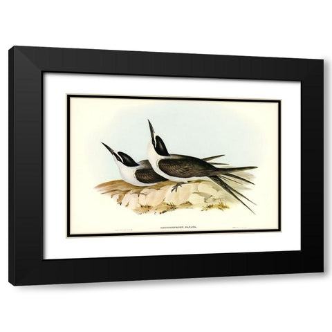 Panayan Tern-Onychoprion Panaya Black Modern Wood Framed Art Print with Double Matting by Gould, John