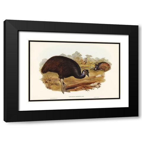 Bennetts Cassowary-Casuarius Bennetti Black Modern Wood Framed Art Print with Double Matting by Gould, John