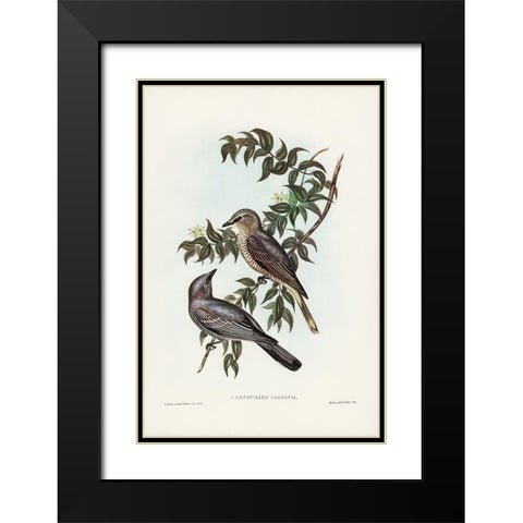 Jardine’s cuckooshrike-Campephaga Jardinii Black Modern Wood Framed Art Print with Double Matting by Gould, John