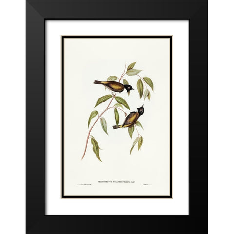 Black-headed Honey-eater-Melthreptus melanocephalus Black Modern Wood Framed Art Print with Double Matting by Gould, John