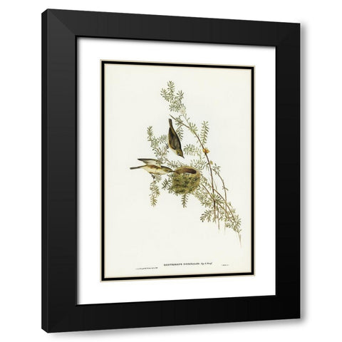 Gray-backed Zosterops-Zosterops dorsalis Black Modern Wood Framed Art Print with Double Matting by Gould, John