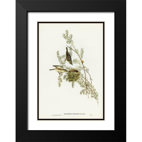 Gray-backed Zosterops-Zosterops dorsalis Black Modern Wood Framed Art Print with Double Matting by Gould, John