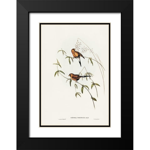 Masked Grass Finch-Poephila personata Black Modern Wood Framed Art Print with Double Matting by Gould, John