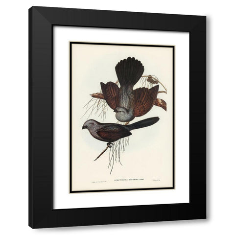 Grey Struthidea-Struthidea cinerea Black Modern Wood Framed Art Print with Double Matting by Gould, John