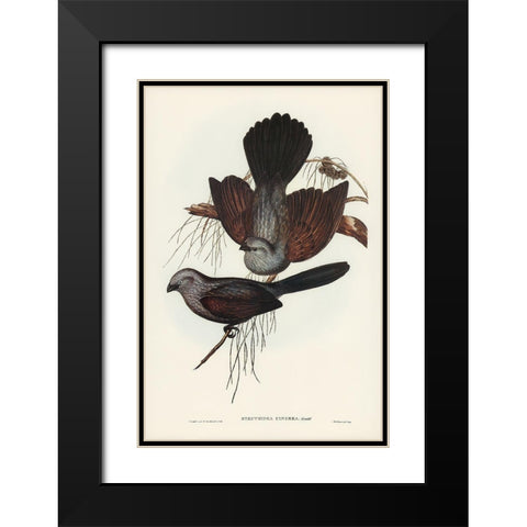 Grey Struthidea-Struthidea cinerea Black Modern Wood Framed Art Print with Double Matting by Gould, John