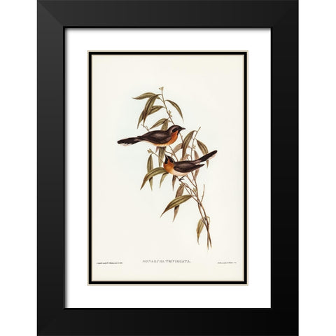 Black-fronted Flycatcher-Monarcha trivirgata Black Modern Wood Framed Art Print with Double Matting by Gould, John