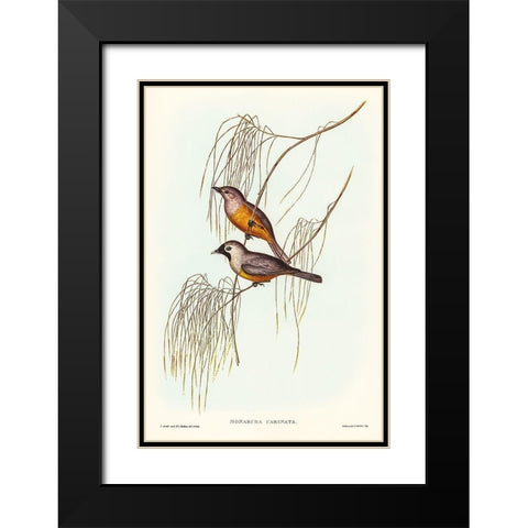 Carinated Flycatcher-Monarcha carinata Black Modern Wood Framed Art Print with Double Matting by Gould, John