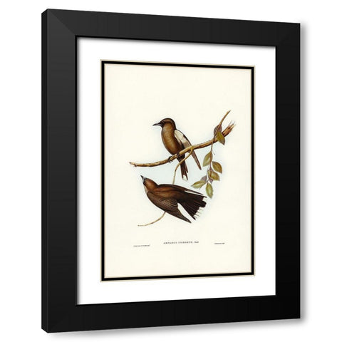 Grey-breasted Wood Swallow-Artamus cinereous Black Modern Wood Framed Art Print with Double Matting by Gould, John