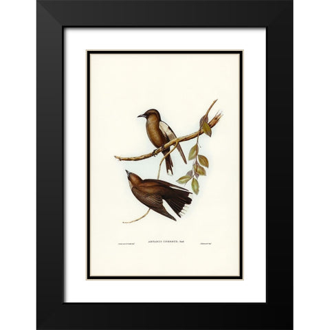 Grey-breasted Wood Swallow-Artamus cinereous Black Modern Wood Framed Art Print with Double Matting by Gould, John