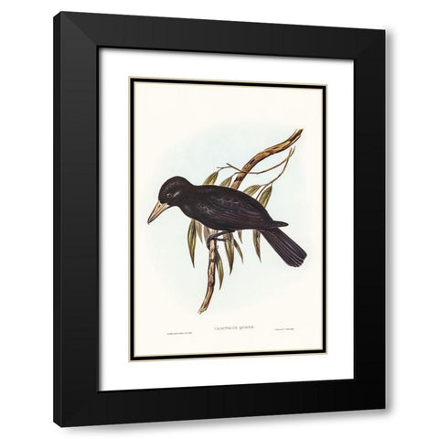 Quoy’s Crow-Shrike-Cracticus Quoyii Black Modern Wood Framed Art Print with Double Matting by Gould, John