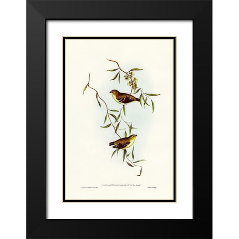 Forty-spotted Pardalote-Pardalotus quadragintus Black Modern Wood Framed Art Print with Double Matting by Gould, John