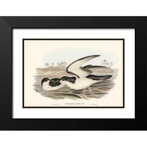 Cooks Petrel-Procellaria Cookii Black Modern Wood Framed Art Print with Double Matting by Gould, John