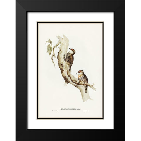 Red-eyebrowed Tree-Creeper-Climacteris crythrops Black Modern Wood Framed Art Print with Double Matting by Gould, John